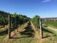 Scoprire i territori